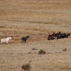 Equus caballus (Brumby, Wild Horse) at Gooandra, NSW - 21 Jun 2021 by MB