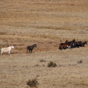 Equus caballus at Gooandra, NSW - suppressed