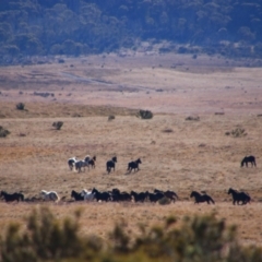 Equus caballus (Brumby, Wild Horse) at Gooandra, NSW - 21 Jun 2021 by MB