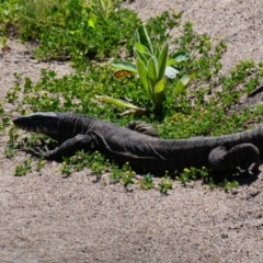 Varanus rosenbergi (Heath or Rosenberg's Monitor) at Mount Clear, ACT - 15 Nov 2020 by MB