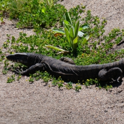 Varanus rosenbergi (Heath or Rosenberg's Monitor) at Mount Clear, ACT - 15 Nov 2020 by MB