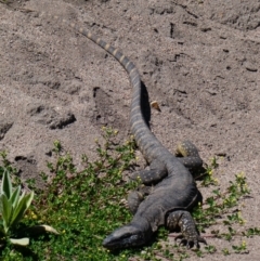 Varanus rosenbergi at Mount Clear, ACT - suppressed