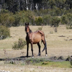 Equus caballus at Cobberas, VIC - 16 Dec 2019 03:24 PM