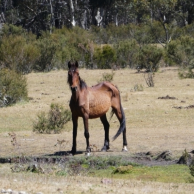 Equus caballus (Brumby, Wild Horse) at Cobberas, VIC - 16 Dec 2019 by MB