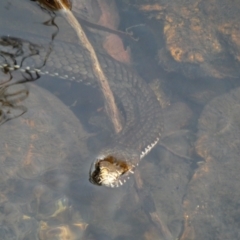 Unidentified Snake at Cobberas, VIC - 16 Dec 2019 by MB