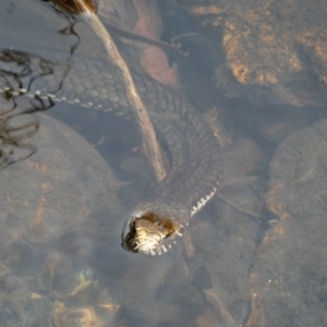 Austrelaps ramsayi at Cobberas, VIC - 17 Dec 2019 10:29 AM