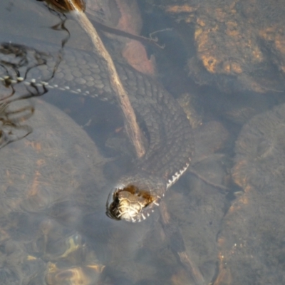 Austrelaps ramsayi (Highlands Copperhead) at Cobberas, VIC - 17 Dec 2019 by MB