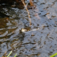 Austrelaps ramsayi at Cobberas, VIC - 17 Dec 2019 10:29 AM