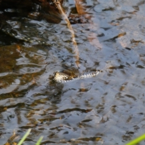 Austrelaps ramsayi at Cobberas, VIC - 17 Dec 2019