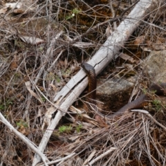 Unidentified Snake at Cobberas, VIC - 17 Dec 2019 by MB