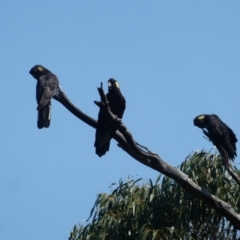 Zanda funerea (Yellow-tailed Black-Cockatoo) at Pilot Wilderness, NSW - 18 Dec 2019 by MB