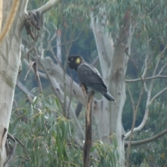 Zanda funerea (Yellow-tailed Black-Cockatoo) at Cobberas, VIC - 17 Dec 2019 by MB