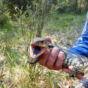 Tiliqua nigrolutea at Pilot Wilderness, NSW - 18 Dec 2019