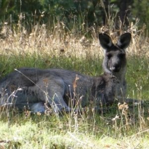 Macropus giganteus at Murray Gorge, NSW - 18 Mar 2017 11:48 AM