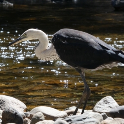 Ardea pacifica (White-necked Heron) at Murray Gorge, NSW - 18 Mar 2017 by MB