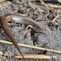 Saproscincus mustelinus (Weasel Skink) at Braidwood, NSW - 19 Jul 2024 by MatthewFrawley