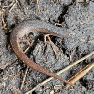 Saproscincus mustelinus at Braidwood, NSW - 19 Jul 2024