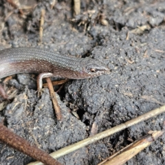 Saproscincus mustelinus at Braidwood, NSW - 19 Jul 2024