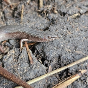 Saproscincus mustelinus at Braidwood, NSW - 19 Jul 2024