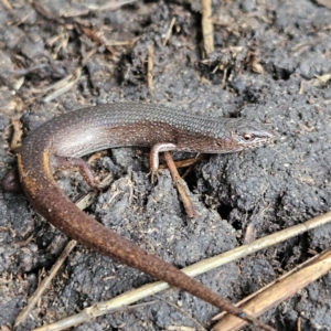 Saproscincus mustelinus at Braidwood, NSW - 19 Jul 2024