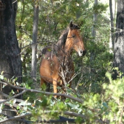 Equus caballus (Brumby, Wild Horse) at Tom Groggin, VIC - 18 Mar 2017 by MB