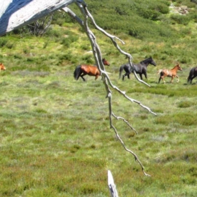 Equus caballus (Horse, Feral Horse) at Jagungal Wilderness, NSW - 9 Feb 2016 by MB