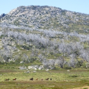 Equus caballus at Jagungal Wilderness, NSW - suppressed