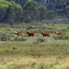 Equus caballus (Brumby, Wild Horse) at Long Plain, NSW - 26 Dec 2014 by MB