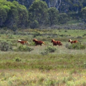 Equus caballus at Long Plain, NSW - suppressed