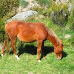 Equus caballus (Brumby, Wild Horse) at Jacobs River, NSW - 7 Apr 2014 by MB