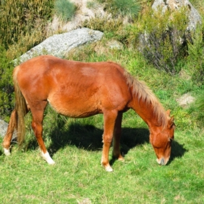Equus caballus (Horse, Feral Horse) at Jacobs River, NSW - 7 Apr 2014 by MB