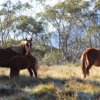 Equus caballus (Horse, Feral Horse) at Tantangara, NSW - 21 Apr 2014 by MB