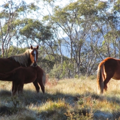 Equus caballus (Brumby, Wild Horse) at Tantangara, NSW - 20 Apr 2014 by MB