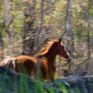 Equus caballus at Barmah, VIC - 15 Nov 2018