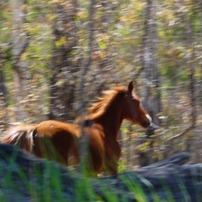 Equus caballus (Brumby, Wild Horse) at Barmah, VIC - 14 Nov 2018 by MB