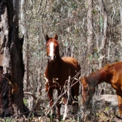 Equus caballus (Brumby, Wild Horse) at Barmah, VIC - 15 Nov 2018 by MB