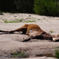 Equus caballus (Horse, Feral Horse) at Byadbo Wilderness, NSW - 23 Oct 2018 by MB