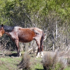 Equus caballus (Brumby, Wild Horse) at Ingebirah, NSW - 22 Oct 2018 by MB