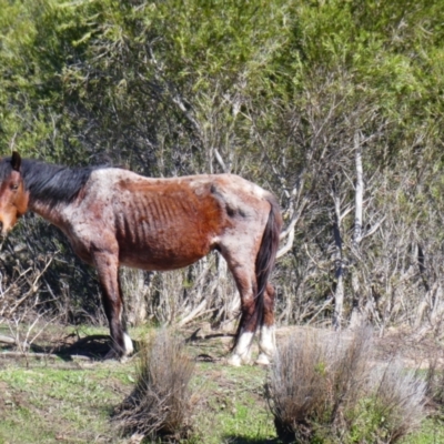 Equus caballus (Horse, Feral Horse) at Ingebirah, NSW - 22 Oct 2018 by MB