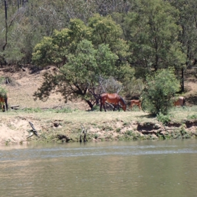 Equus caballus (Horse, Feral Horse) at Ingeegoodbee, NSW - 17 Nov 2019 by MB