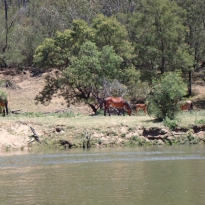 Equus caballus (Brumby, Wild Horse) at Ingeegoodbee, NSW - 17 Nov 2019 by MB