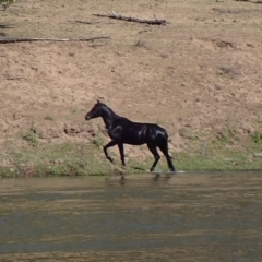 Equus caballus (Horse, Feral Horse) at Ingeegoodbee, NSW - 17 Nov 2019 by MB