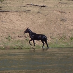 Equus caballus (Brumby, Wild Horse) at Ingeegoodbee, NSW - 17 Nov 2019 by MB