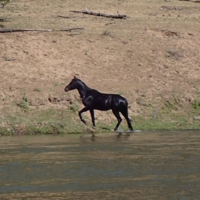 Equus caballus (Horse, Feral Horse) at Ingeegoodbee, NSW - 17 Nov 2019 by MB