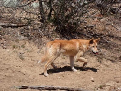 Canis lupus (Dingo / Wild Dog) at Byadbo Wilderness, NSW - 18 Nov 2019 by MB