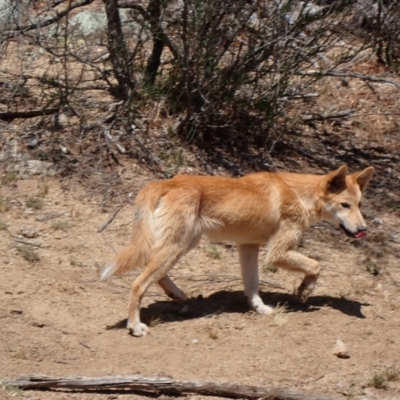 Canis lupus (Dingo / Wild Dog) at Byadbo Wilderness, NSW - 18 Nov 2019 by MB