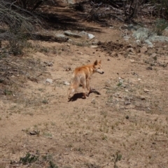 Canis lupus at Byadbo Wilderness, NSW - 18 Nov 2019