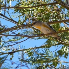 Pardalotus striatus (Striated Pardalote) at Ingeegoodbee, NSW - 19 Nov 2019 by MB