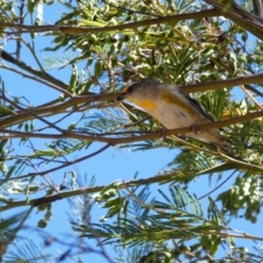 Pardalotus striatus (Striated Pardalote) at Ingeegoodbee, NSW - 18 Nov 2019 by MB