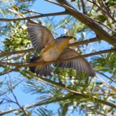 Pardalotus striatus at Ingeegoodbee, NSW - 19 Nov 2019 10:49 AM